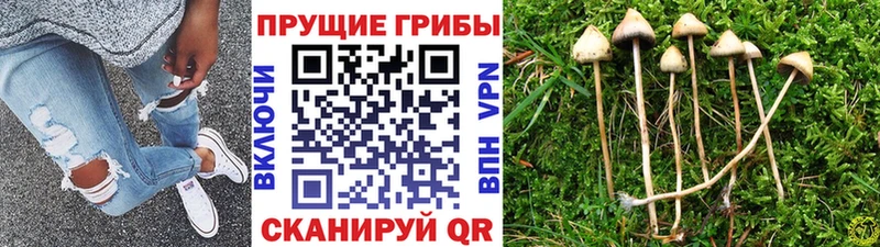 Псилоцибиновые грибы Psilocybine cubensis  Малаховка 